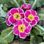 Primevère Sweetie rose